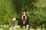 BASSET HOUND 064